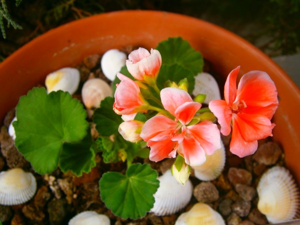 Name:  sardunya4.jpg
Views: 962
Size:  60.1 KB