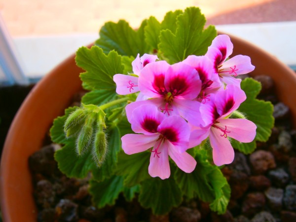 Name:  sardunya5.jpg
Views: 934
Size:  56.4 KB