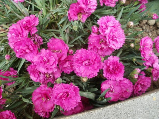 Name:  P4260287a.jpg
Views: 369
Size:  70.4 KB