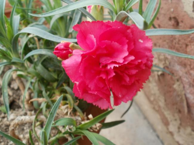Name:  P1010130a.jpg
Views: 356
Size:  42.4 KB