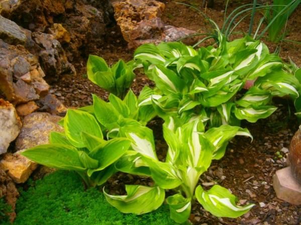 Name:  hosta.jpg
Views: 994
Size:  58.7 KB