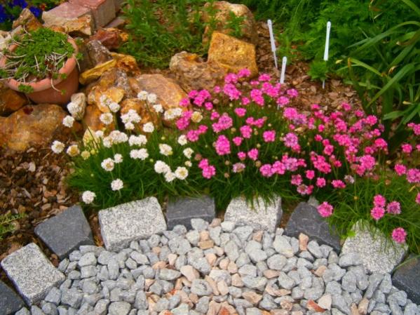 Name:  armeria.jpg
Views: 1267
Size:  66.8 KB