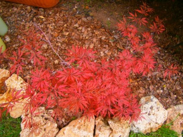 Name:  acer.jpg
Views: 1194
Size:  62.3 KB