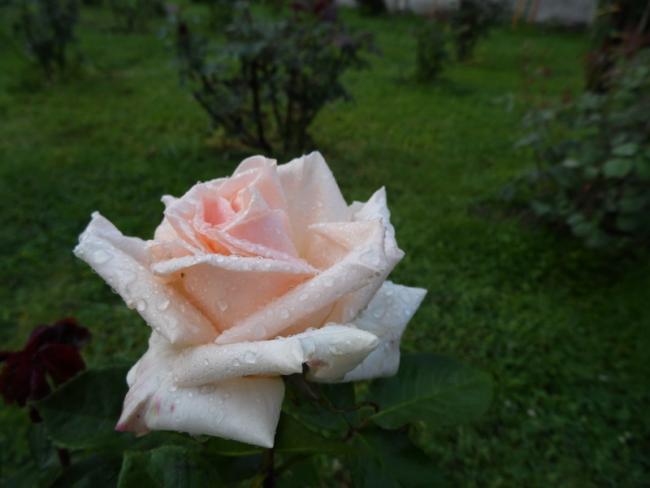 Name:  17-017.jpg
Views: 483
Size:  29.2 KB