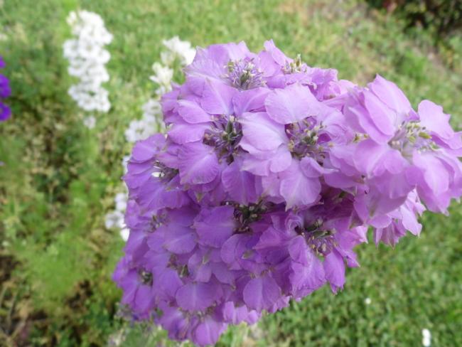 Name:  080-155.jpg
Views: 561
Size:  46.2 KB