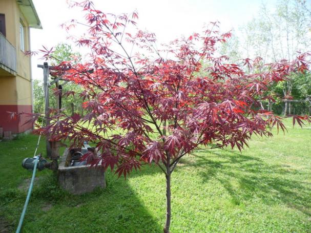 Name:  127-202.jpg
Views: 941
Size:  70.7 KB
