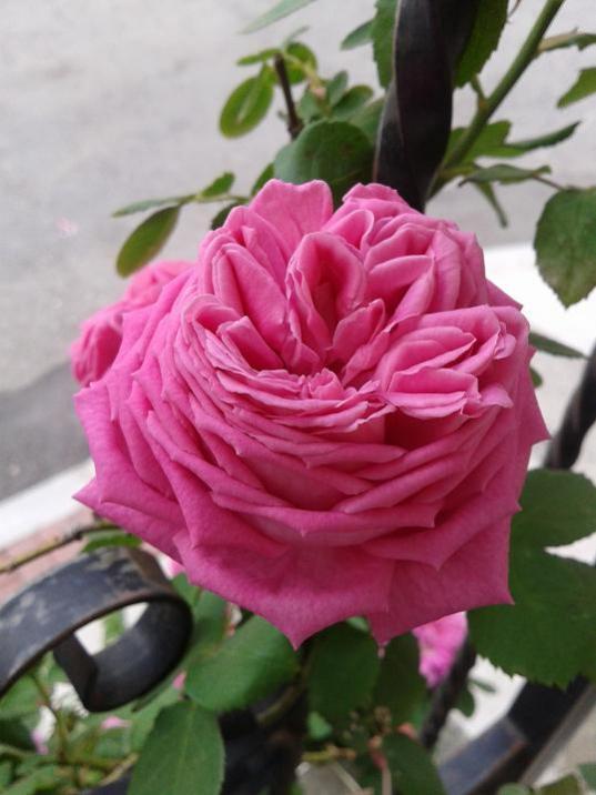Name:  2014-04-27 08.51.17.jpg
Views: 840
Size:  46.6 KB