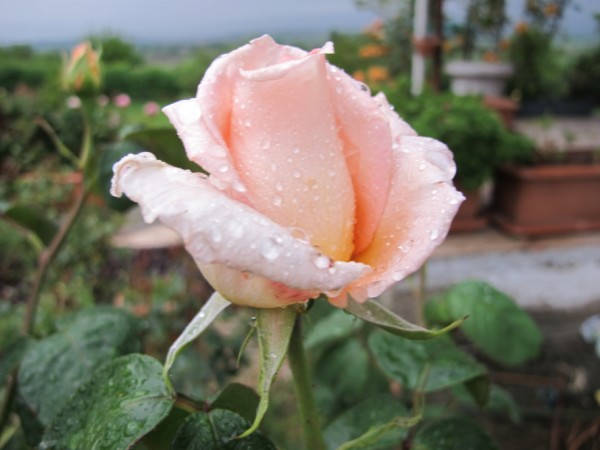 Name:  IMG_4079 (600 x 450).jpg
Views: 936
Size:  51.1 KB
