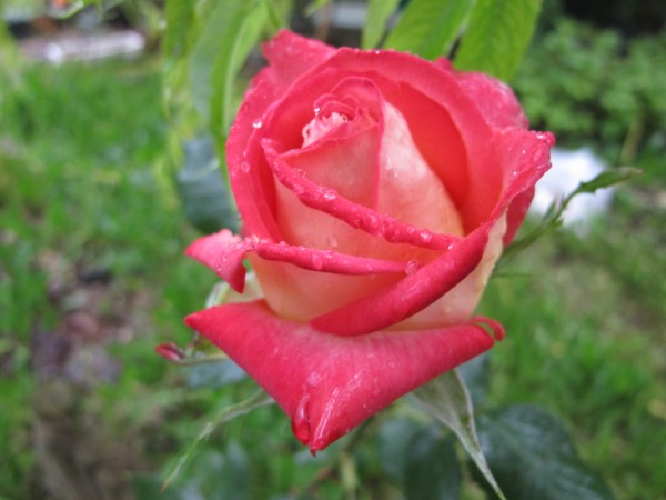 Name:  IMG_4082 (600 x 450).jpg
Views: 943
Size:  51.0 KB