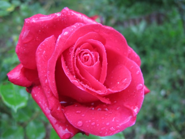Name:  IMG_4087 (600 x 450).jpg
Views: 1152
Size:  54.9 KB