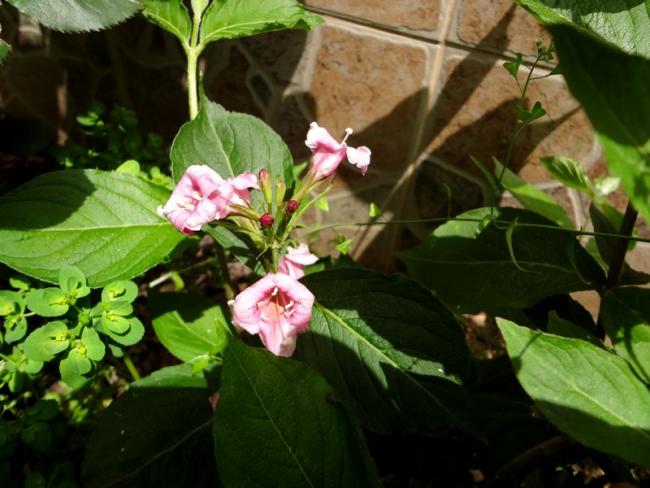 Name:  r16.jpg
Views: 1282
Size:  48.5 KB