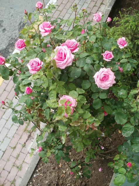 Name:  P4290325a.jpg
Views: 410
Size:  75.3 KB