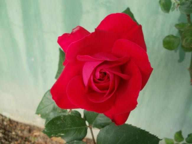 Name:  P4290331a.jpg
Views: 400
Size:  24.4 KB