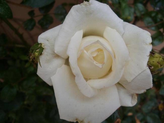 Name:  P4290347a.jpg
Views: 401
Size:  24.4 KB