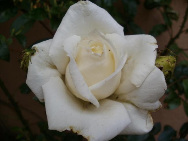 Name:  P4290346a.jpg
Views: 400
Size:  24.1 KB