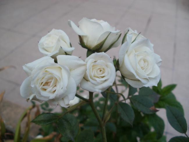 Name:  P4290335a.jpg
Views: 400
Size:  26.4 KB
