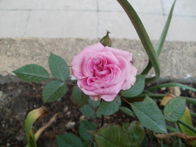 Name:  P4290337a.jpg
Views: 387
Size:  34.2 KB