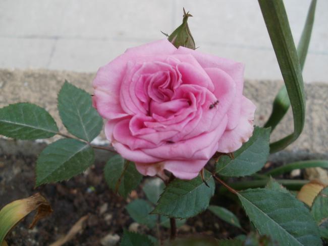 Name:  P4290336a.jpg
Views: 409
Size:  33.6 KB