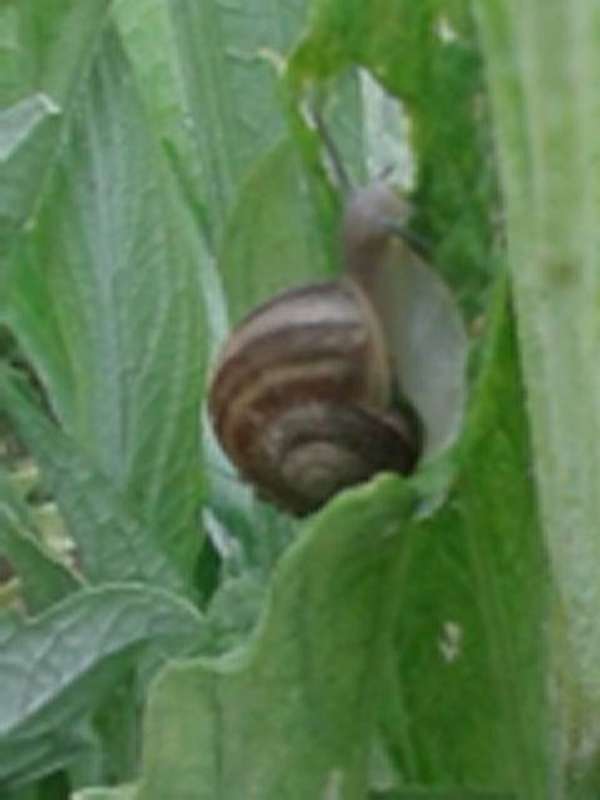 Name:  14-4-enginar-3-800.jpg
Views: 771
Size:  25.4 KB