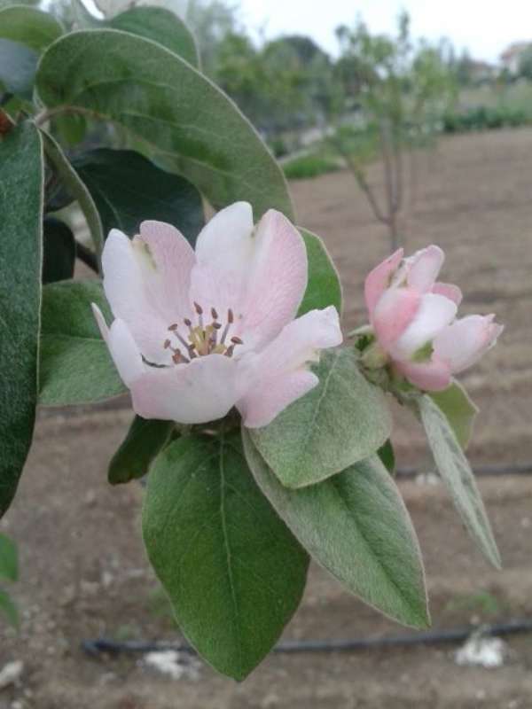 Name:  14-4-ayva-1-800.jpg
Views: 742
Size:  35.5 KB
