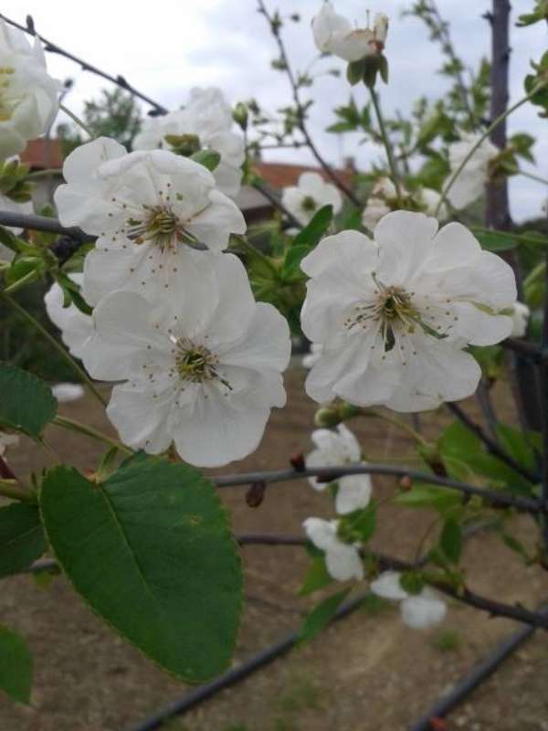 Name:  14-4-vine-800.jpg
Views: 794
Size:  38.7 KB