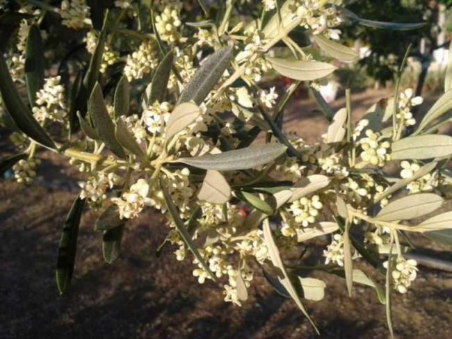 Name:  14-4-zeytin-800.jpg
Views: 747
Size:  61.3 KB