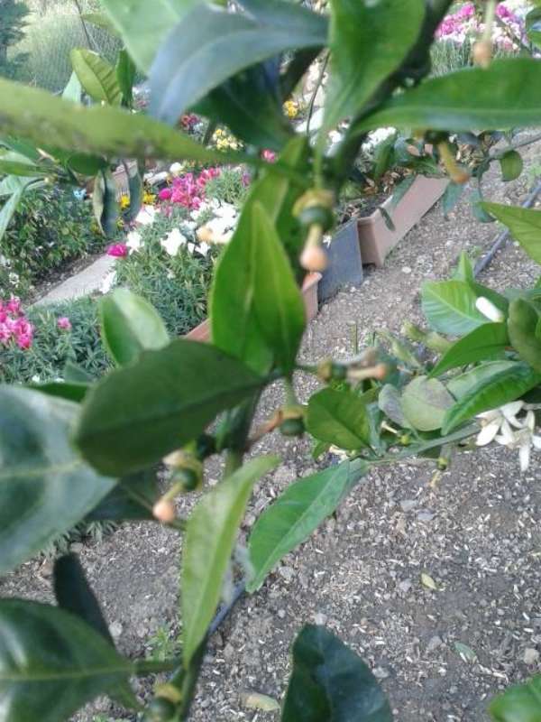 Name:  14-4-mandalin-3-800.jpg
Views: 783
Size:  65.9 KB