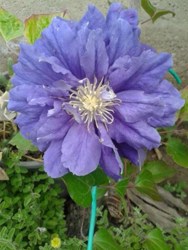 Name:  14-4-clematis kiri te kanava-800.jpg
Views: 997
Size:  51.2 KB