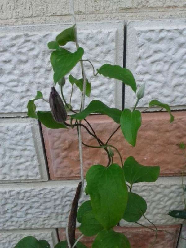 Name:  14-4-clematis-Warsaw Nike-800.jpg
Views: 819
Size:  51.8 KB