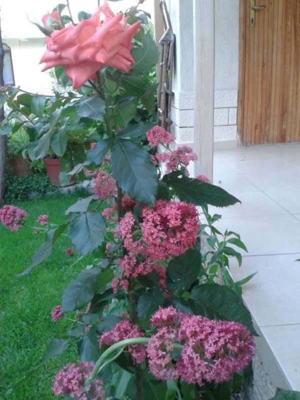 Name:  14-4-pembe-1-800.jpg
Views: 739
Size:  55.7 KB