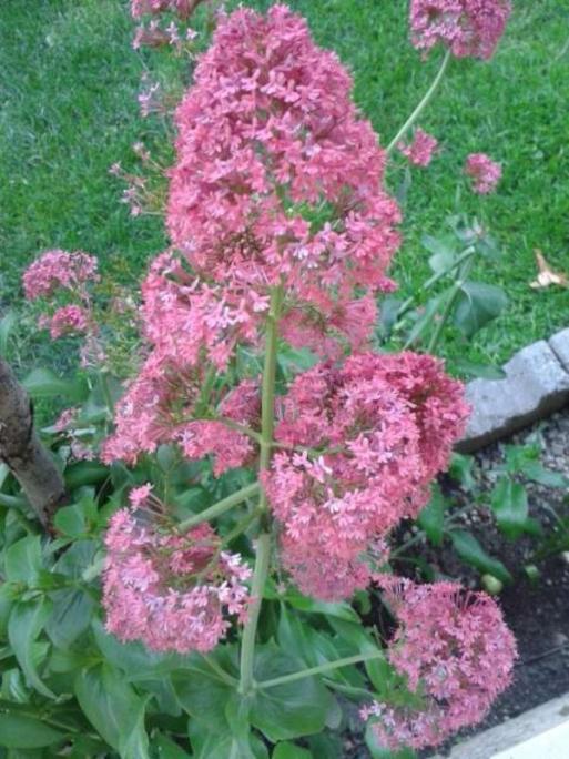 Name:  14-4-pembe-2-800.jpg
Views: 766
Size:  69.9 KB