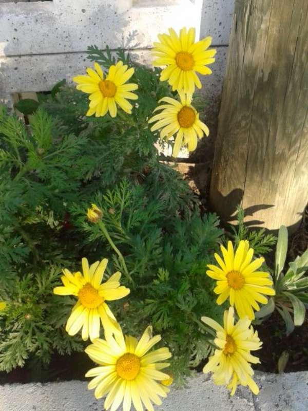 Name:  14-4-sar papatya-800.jpg
Views: 865
Size:  62.8 KB