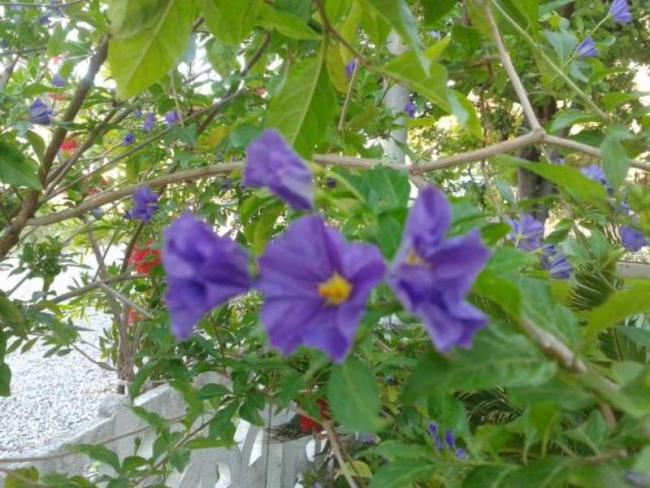 Name:  14-4-solanum-800.jpg
Views: 730
Size:  60.0 KB