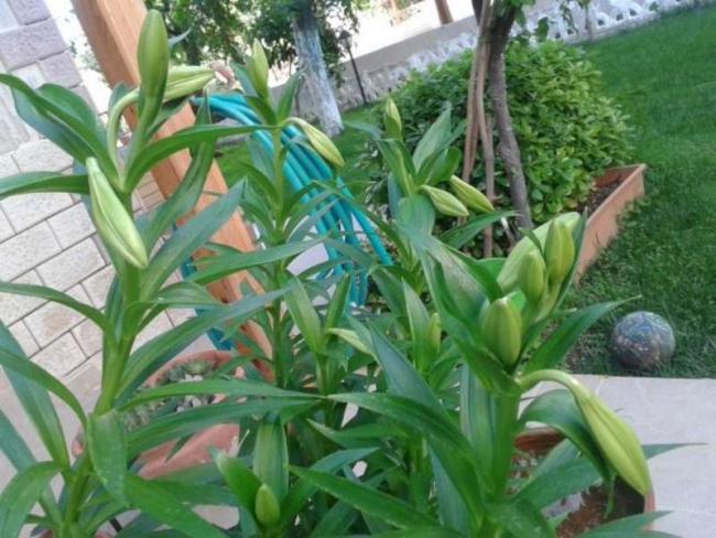Name:  14-4-lilium-1-800.jpg
Views: 727
Size:  57.1 KB