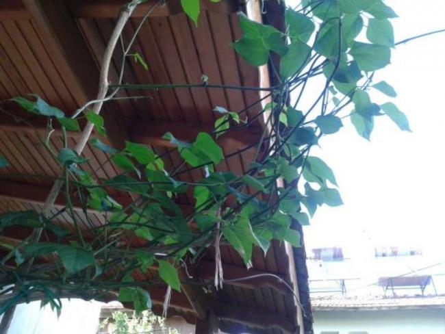 Name:  14-4-selluka-800.jpg
Views: 768
Size:  43.7 KB