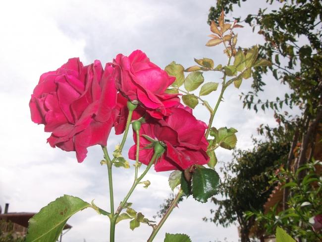 Name:  DSCF7001.jpg
Views: 814
Size:  51.7 KB