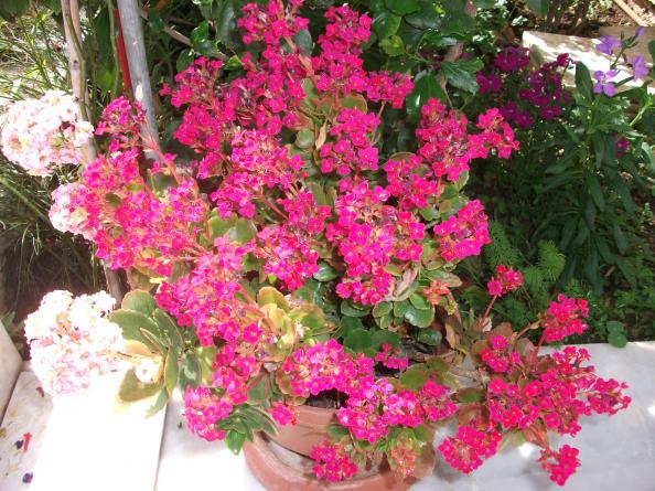 Name:  DSCF7003.jpg
Views: 600
Size:  71.7 KB