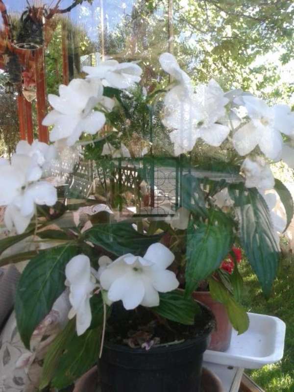 Name:  14-4-camgzeli beyaz-1-800.jpg
Views: 668
Size:  58.3 KB