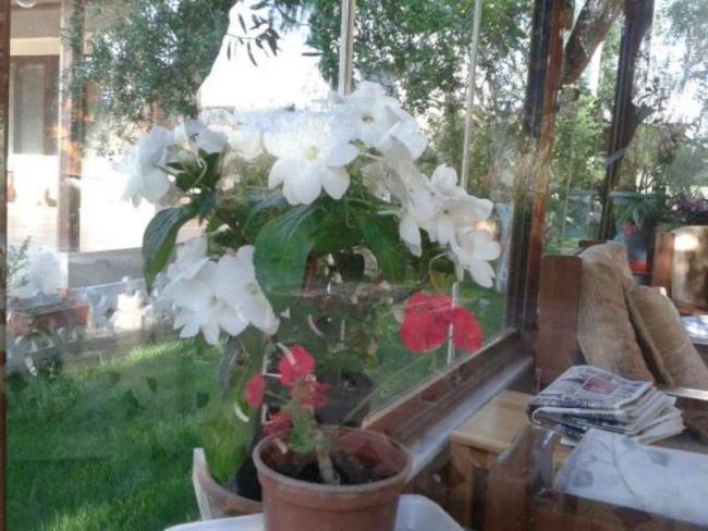 Name:  14-4-camgzeli beyaz-2-800.jpg
Views: 616
Size:  52.4 KB