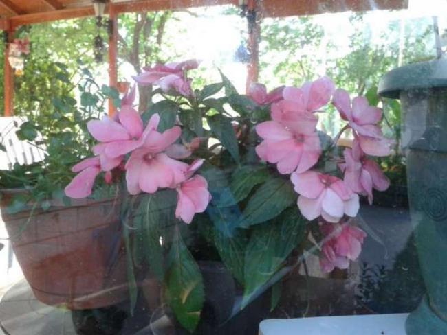 Name:  14-4-cam gzeli pembe-800.jpg
Views: 649
Size:  46.9 KB