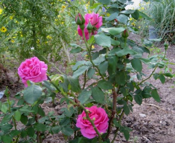 Name:  IMG_5325.jpg
Views: 1313
Size:  60.0 KB