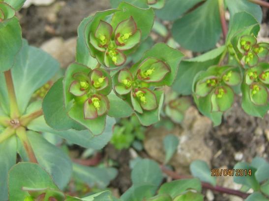 Name:  kr . euphorbia.jpg
Views: 1034
Size:  31.3 KB