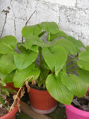 Name:  DSCN9567.JPG
Views: 389
Size:  68.9 KB