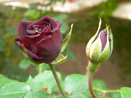 Name:  DSCN9587.JPG
Views: 333
Size:  63.7 KB