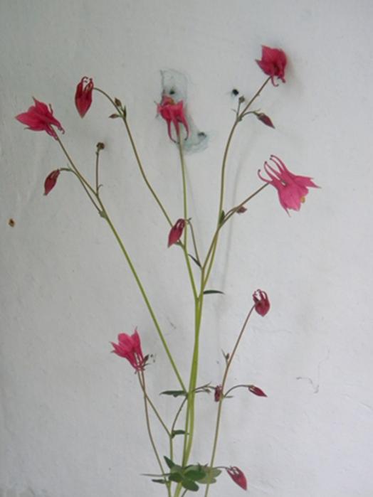 Name:  DSCN9581.jpg
Views: 349
Size:  26.1 KB