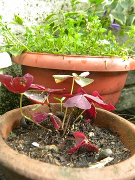 Name:  DSCN9612.JPG
Views: 318
Size:  68.6 KB