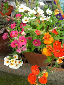 Name:  DSCN9559.JPG
Views: 292
Size:  60.3 KB
