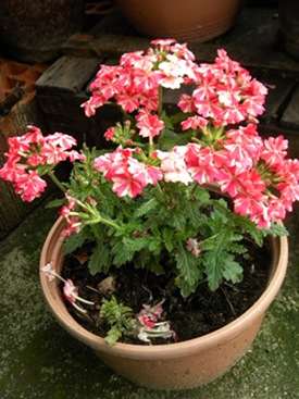 Name:  DSCN9609.JPG
Views: 310
Size:  69.4 KB