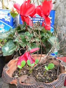 Name:  DSCN9564.JPG
Views: 302
Size:  61.9 KB