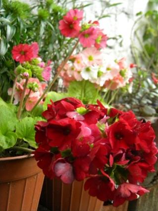 Name:  DSCN9607.jpg
Views: 320
Size:  26.5 KB
